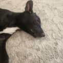 Photo of Shadow 