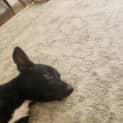 Photo of Shadow 