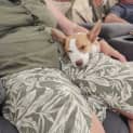 Photo of Pippa 