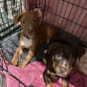 Photo of Peggy Sue