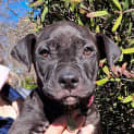 Photo of Misty