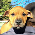 Photo of Ginger