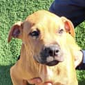 Photo of Ginger