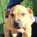 Photo of Ginger