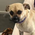 Photo of Roxy   1 Year Old Pug X Jack Russell (Trial)