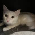 Photo of Blanca