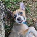 Photo of Archer
