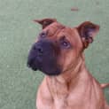 Photo of Scooby Doo
