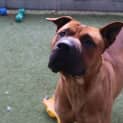 Photo of Scooby Doo