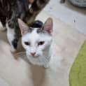 Photo of Willow