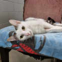Photo of Willow