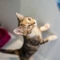 Photo of Taupe
