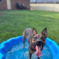 Photo of Indie