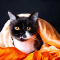 Photo of Claude
