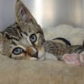 Photo of Simon