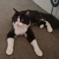 Photo of Aramis