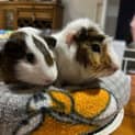Photo of Constantine & Neo