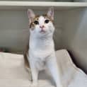 Photo of Tiger Lilly
