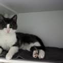 Photo of Baxter 