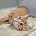 Photo of Ginger