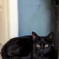 Photo of Nyx