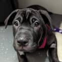Photo of Merlot