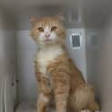 Photo of Harvey