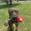 Photo of Rohan