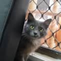 Photo of Smokey
