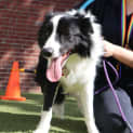 Photo of Flick