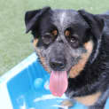 Photo of Bronson