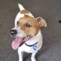 Photo of Ricky 4 Year Old Jack Russell Terrier (Trial)