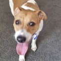 Photo of Ricky 4 Year Old Jack Russell Terrier (Trial)