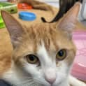 Photo of Baby Peaches