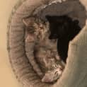 Photo of Kisses (Was Beetle)
