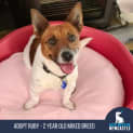 Photo of Ruby   2 Year Old Mixed Breed (Trial)