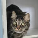 Photo of Shadow