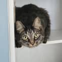 Photo of Shadow
