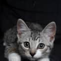 Photo of Misty