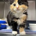 Photo of Butternut