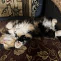 Photo of Butternut