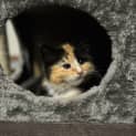 Photo of Butternut