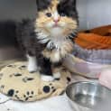 Photo of Butternut
