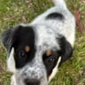 Photo of Dusty   8 Week Old Cattle Dog X (Trial)