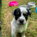 Photo of Dusty   8 Week Old Cattle Dog X (Trial)