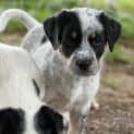 Photo of Dusty   8 Week Old Cattle Dog X (Trial)