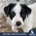 Photo of Banjo 8 Week Old Cattle Dog X (Hold)