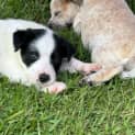 Photo of Banjo 8 Week Old Cattle Dog X (Hold)