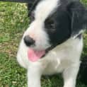 Photo of Banjo 8 Week Old Cattle Dog X (Hold)