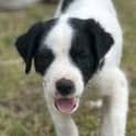 Photo of Banjo 8 Week Old Cattle Dog X (Hold)